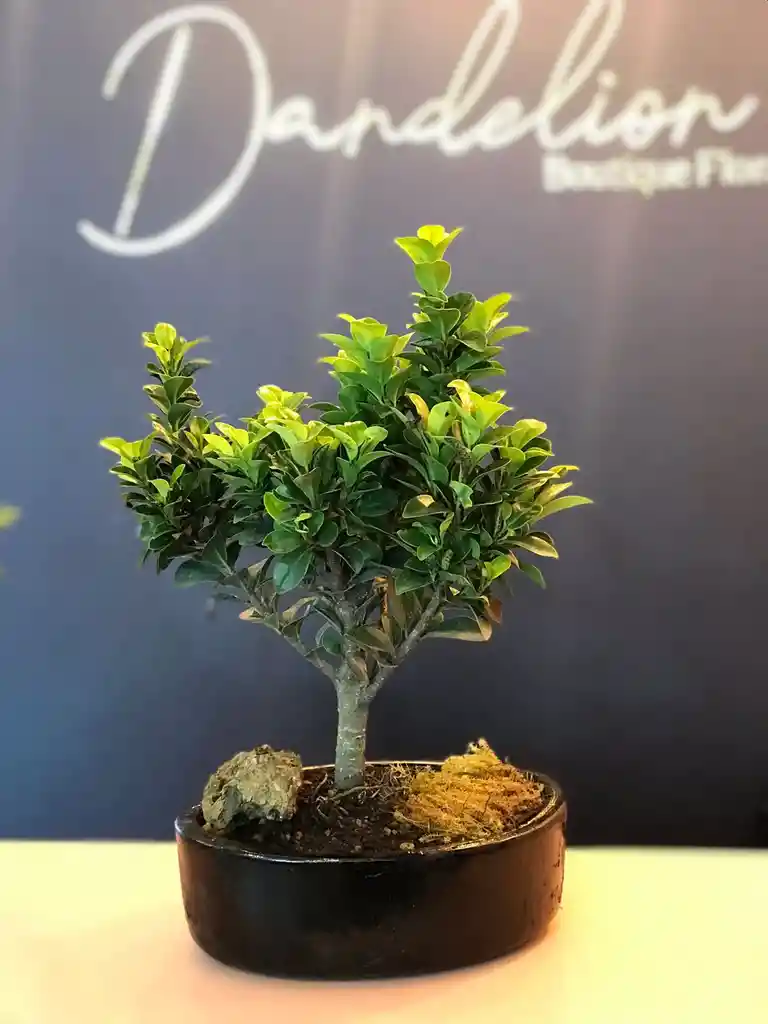 Bonsai Ficus Panda