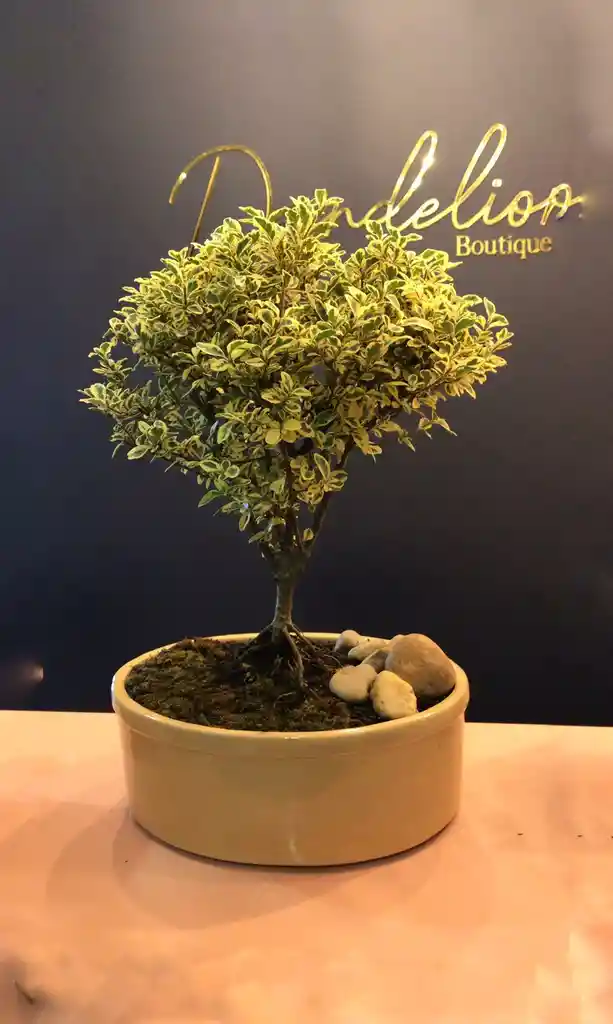 Bonsai Holly Variegado