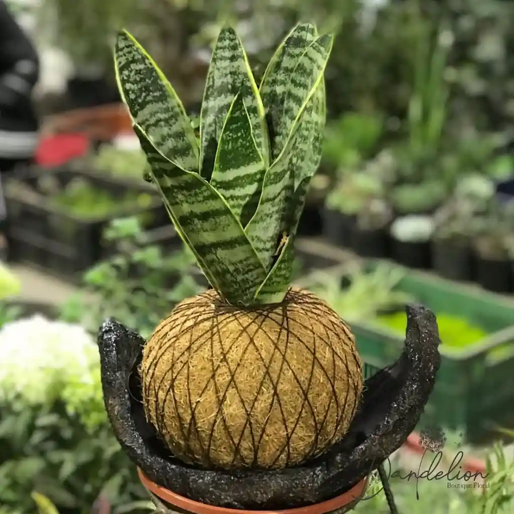 Kokedama Lengua De Suegra