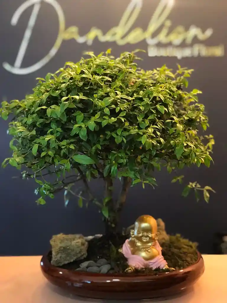 Bonsai Grande Guayacan De Manizales De 4 Años