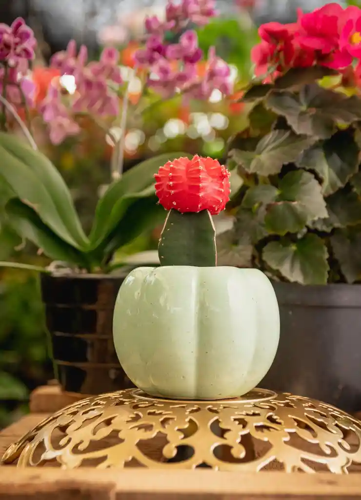 Cactus Coreano En Matera Decorativa - Detalle Con Amor Para Regalo En Fecha Especial, Amor Y Amistad, Cumpleaños, Aniversarios, Condolencias, Graduación, Felicitación Y Agradecimiento.