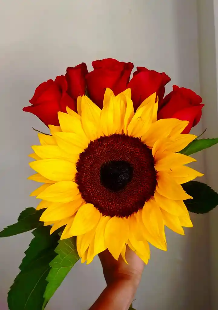 Girasol Y Rosas