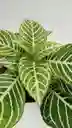 Aphelandra + Maceta Decorativa