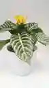 Aphelandra + Maceta Decorativa