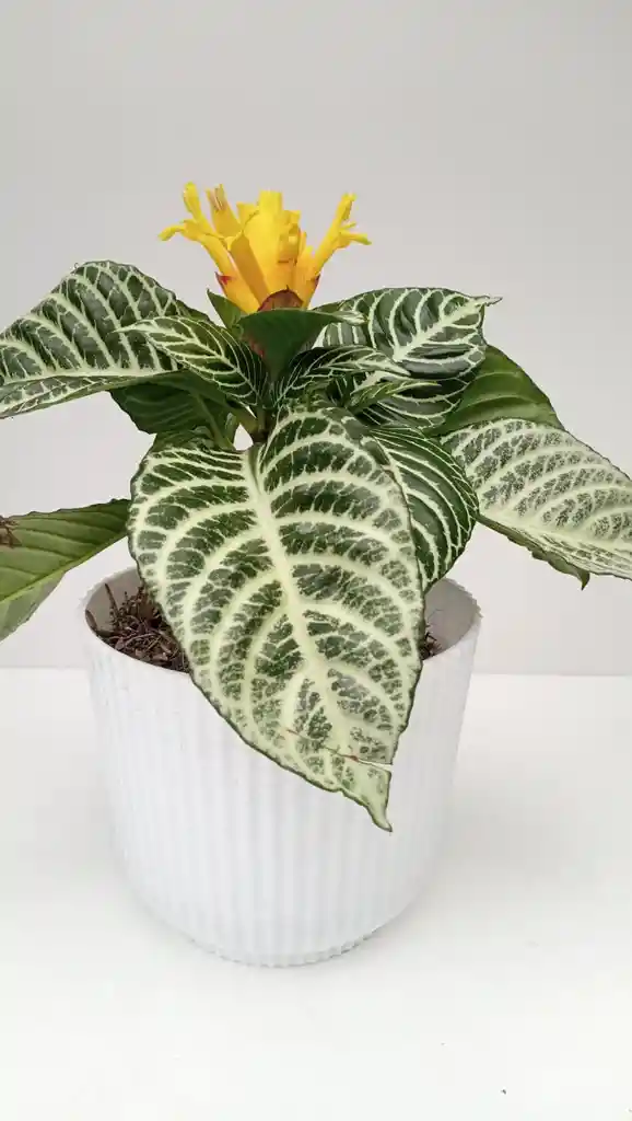 Aphelandra + Maceta Decorativa