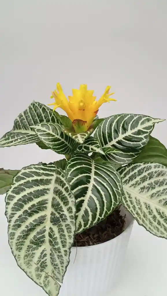 Aphelandra + Maceta Decorativa
