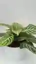 Aphelandra + Maceta Decorativa