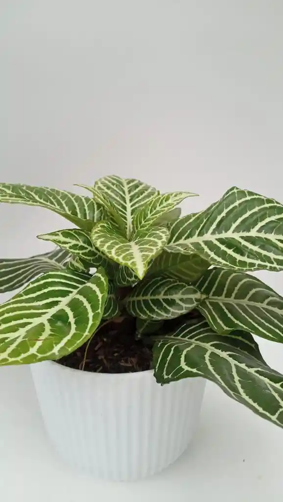 Aphelandra + Maceta Decorativa