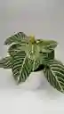 Aphelandra + Maceta Decorativa