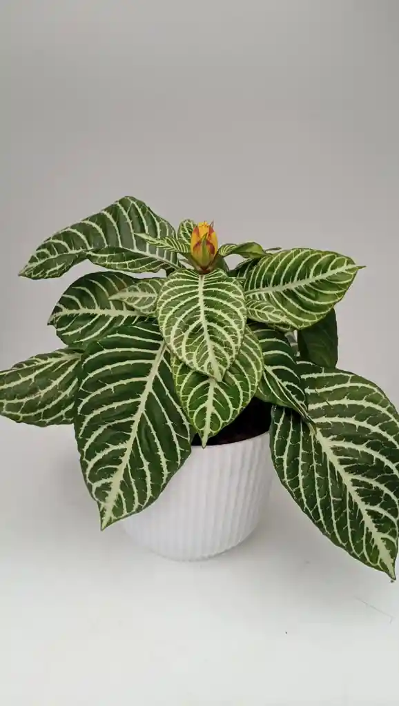 Aphelandra + Maceta Decorativa
