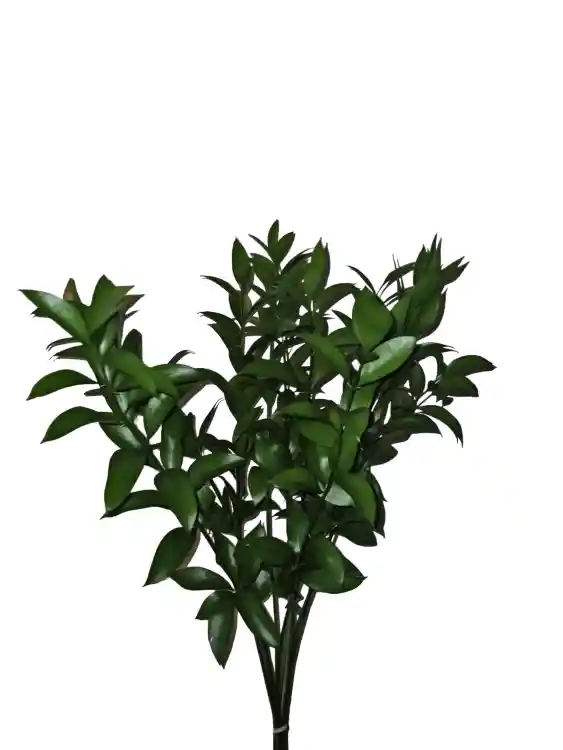 Ruscus