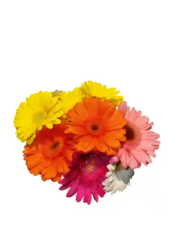 Gerberas Surtidas X 10