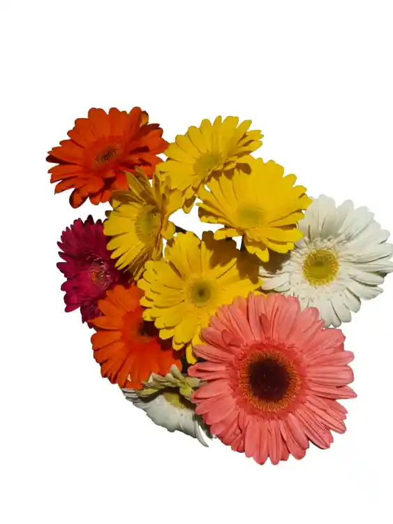 Gerberas Surtidas X 10