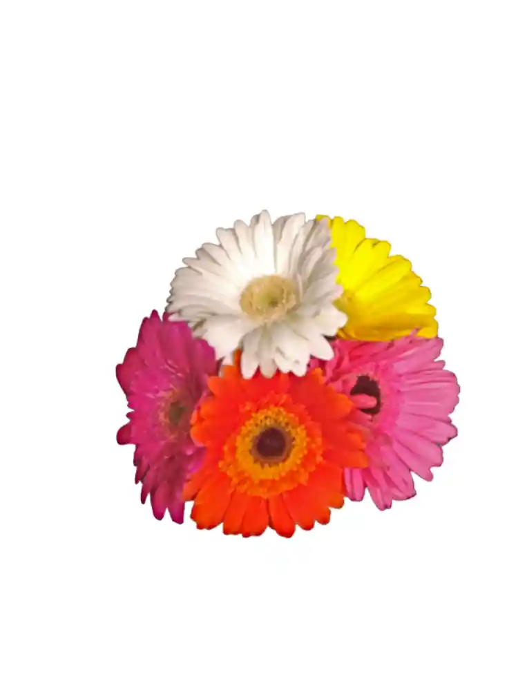 Gerberas Surtidas X 5