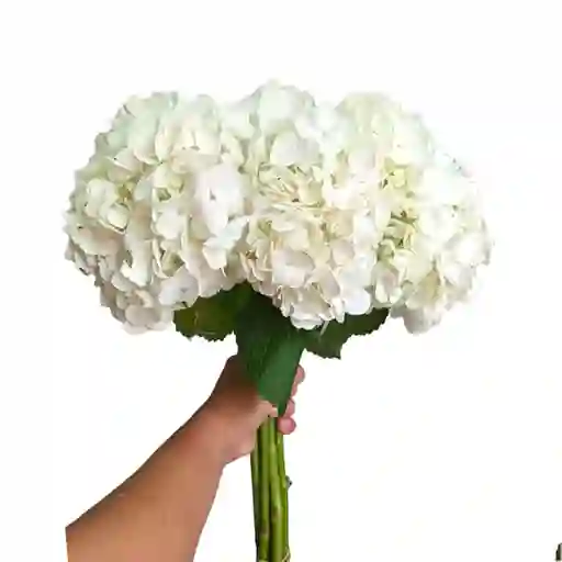 Bouquet De 6 Hortensias Blancas