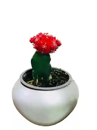 Cactus En Matera Cerámica