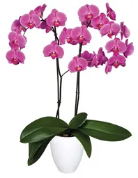 Orquidea 2 Tallos Alta Fucsia Prime