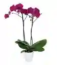 Orquidea 2 Tallos Alta Fucsia Prime