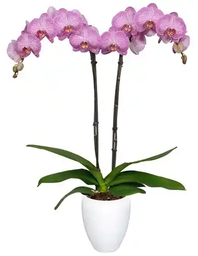 Orquidea 2 Tallos Alta Rose Prime