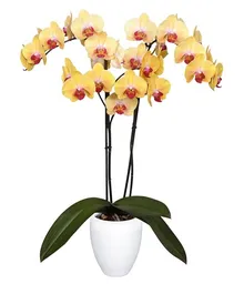 Orquidea 2 Tallos Alta Amarillo Prime