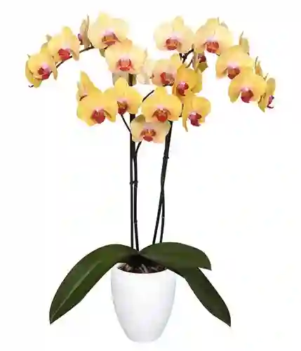 Orquidea 2 Tallos Alta Amarillo Prime