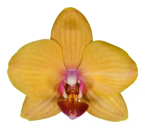 Orquidea Alta Dos Tallos Naranja