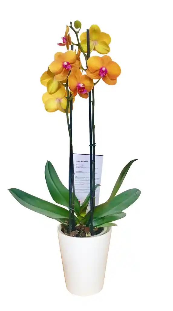 Orquidea Alta Dos Tallos Naranja