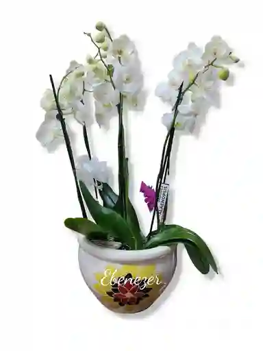 Sembrado De Orquideas Phalaenopsis - Flores En Cali