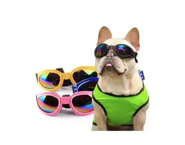 Gafas Tornasol Moda Mascotas