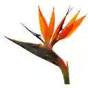 Ave Del Paraiso X Unidad - Flores Frescas