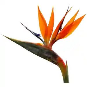 Ave Del Paraiso X Unidad - Flores Frescas