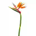 Ave Del Paraiso X Unidad - Flores Frescas