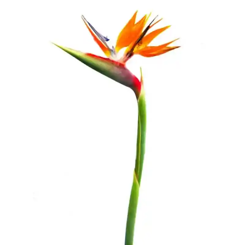 Ave Del Paraiso X Unidad - Flores Frescas