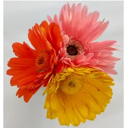 Gerberas X3