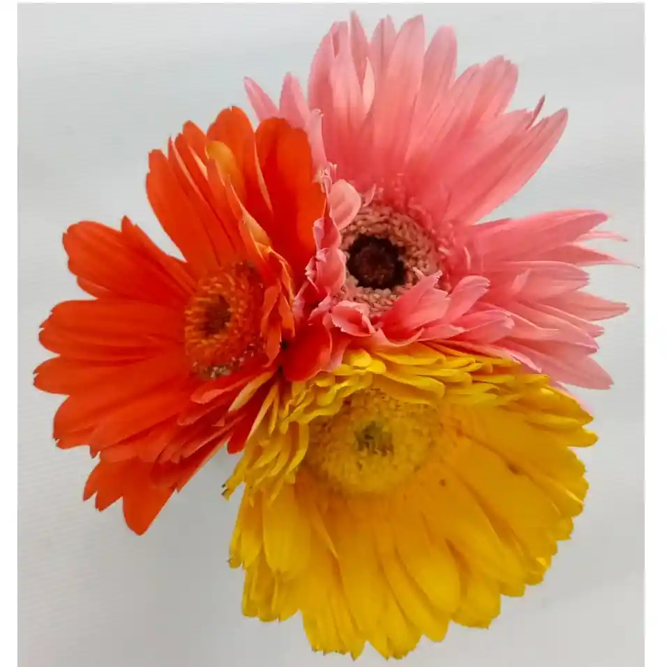 Gerberas X3