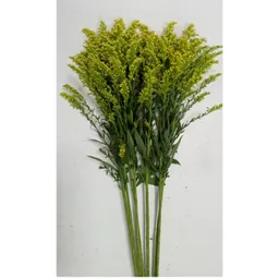 Solidago Amarillo Para Follaje