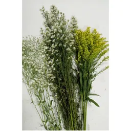 Gipso, Aster Blanco Y Solidago Para Follaje