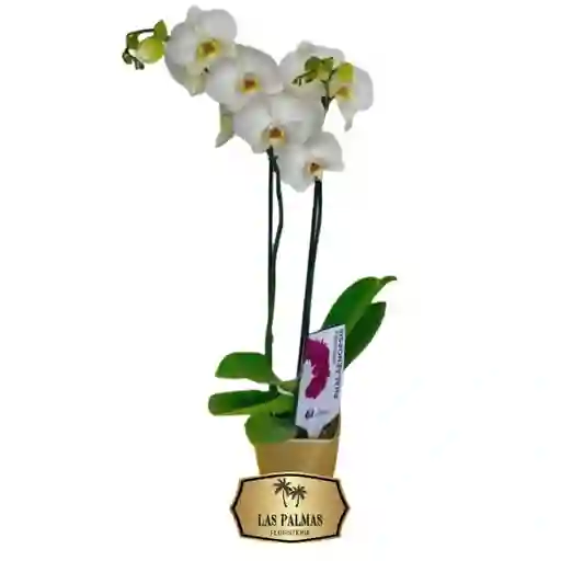 Orquídea Flor Blanca 2 Tallos Para Regalar