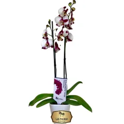 Orquídea Flor Blanca Con Morado 2 Varas Regalo