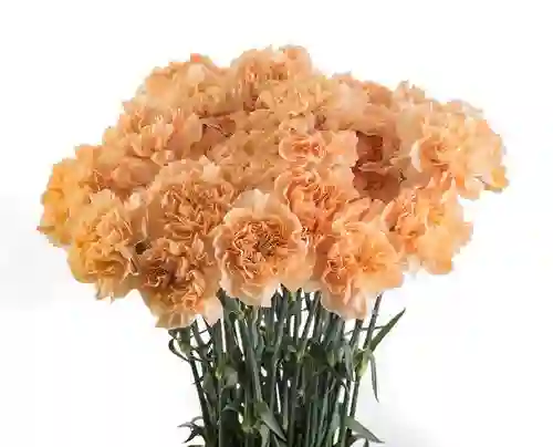 Clavel Naranjas