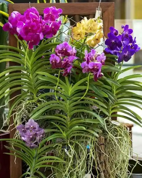 Orquidea Vanda - Ideal Para Regalar En Fechas Especiales, Cumpleaños, Aniversarios, Condolencias