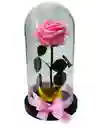 Rosa Preservada Premium