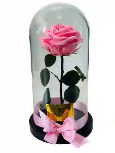 Rosa Preservada Premium