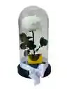 Rosa Preservada Premium
