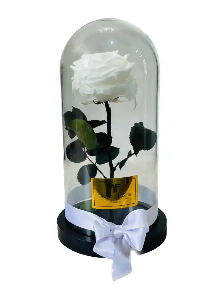 Rosa Preservada Premium