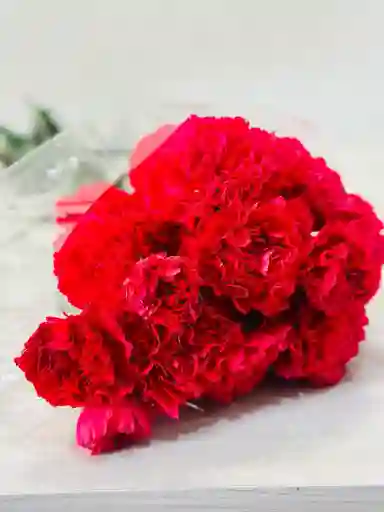 Clavel Fucsia