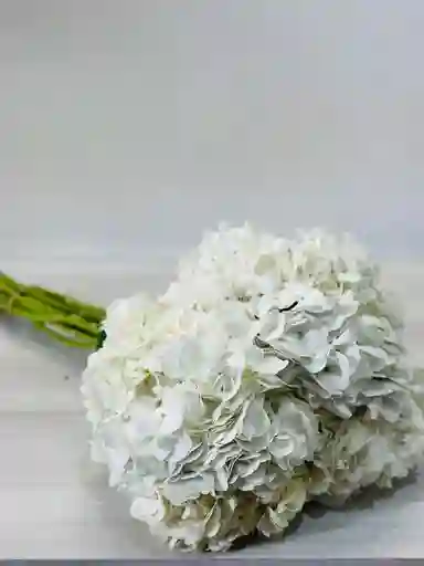 Hortensias Blancas