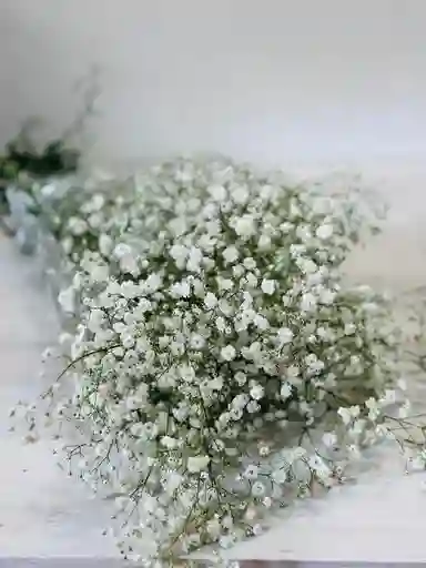 Gypsophila