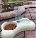 Comedero Para Mascotas Con Dispensador De Agua Automático 30cm