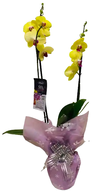 Orquídea De 2 Varas Amarilla Con Fertilizante